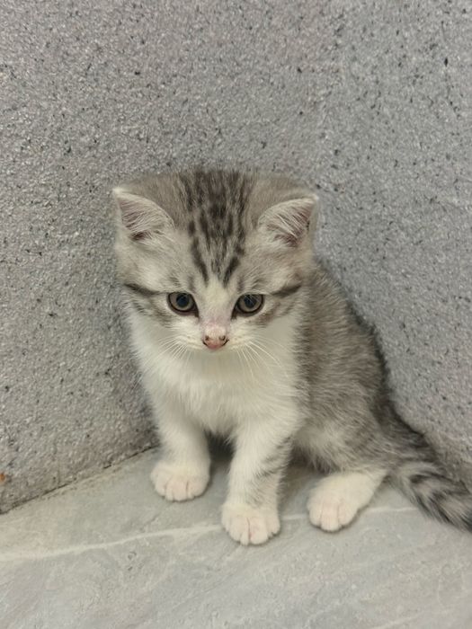 Продаётся котёнок