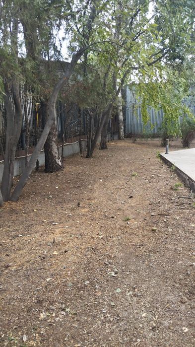 Заросшие участки спил деревьев