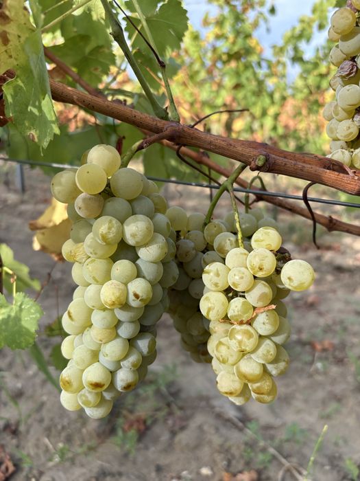 Struguri nobili de vin alb si rosii