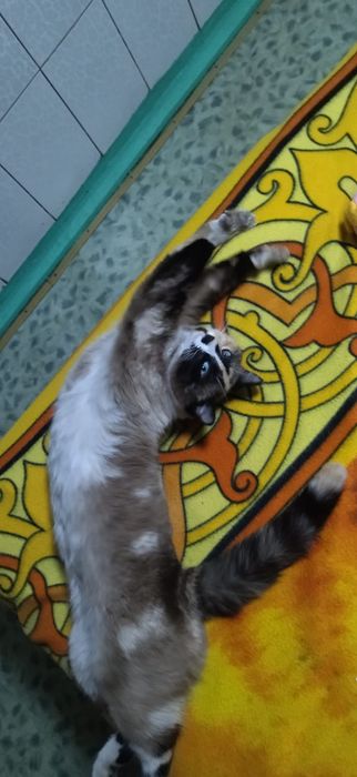 Кошечка ,3 года в добрые руки.