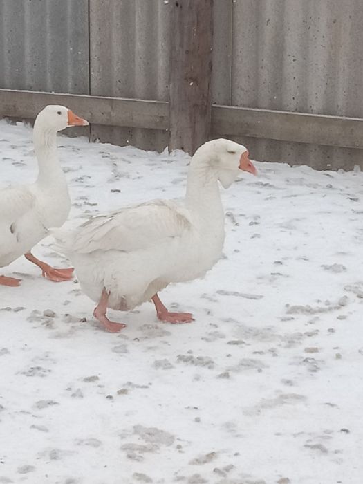 Продам семью гусей Холмогоров