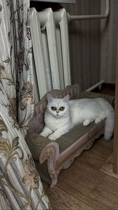 Британская шиншилла
