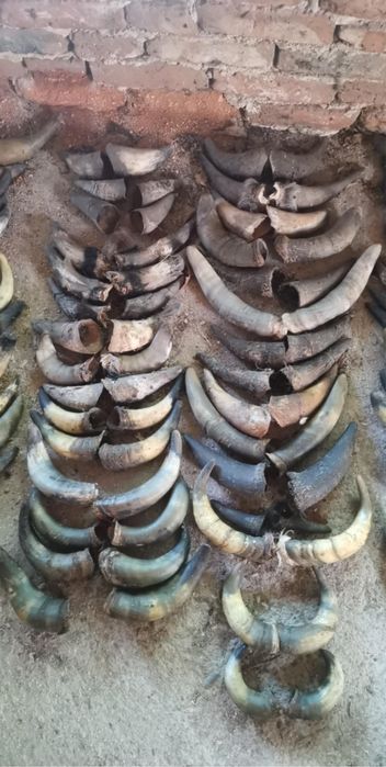 Черепи рога най-новото