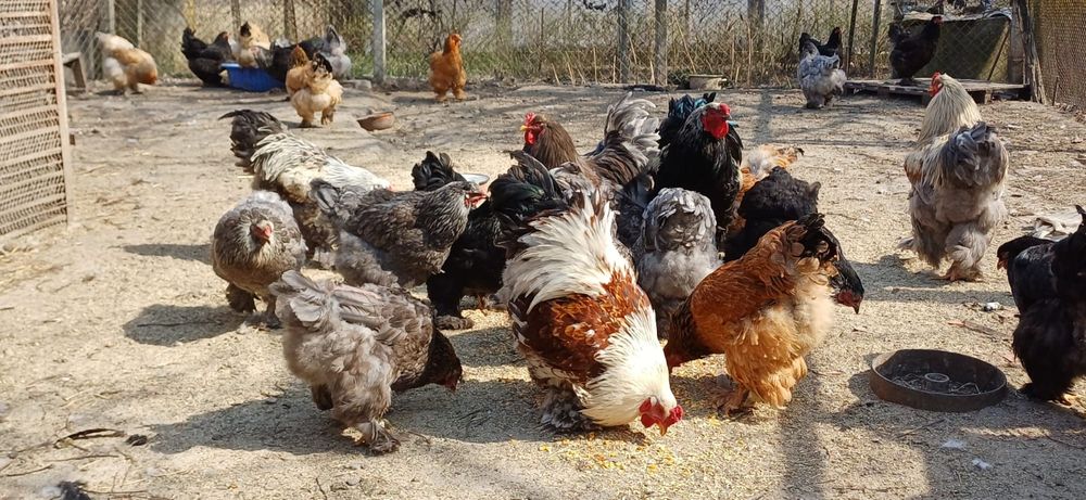 Oua brahma pentru incubat