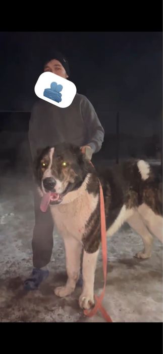 бойцовска собака