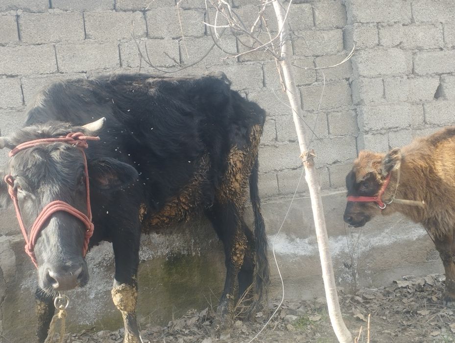 ona bola sigir sotiladi