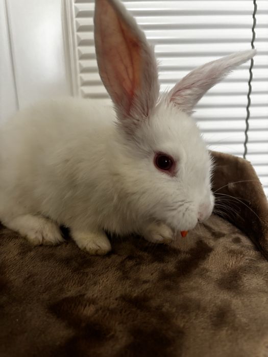 Кролик + клетка и полный комплект