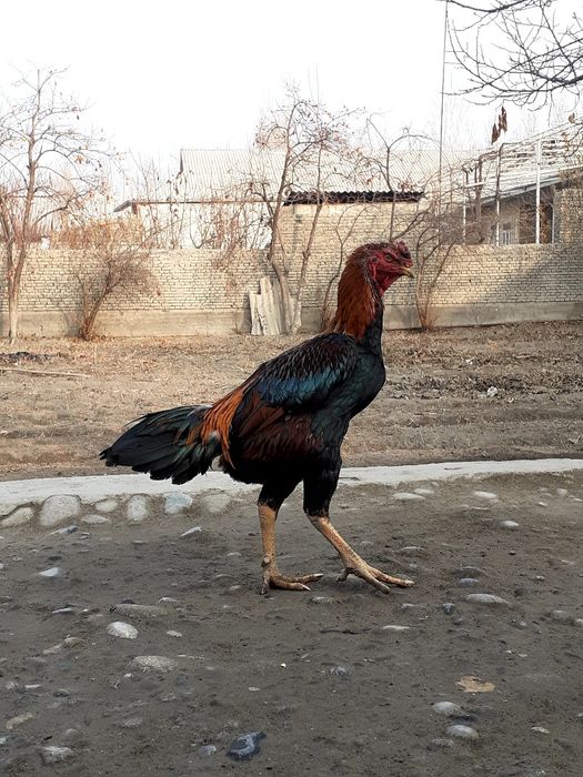 Nasli toza dakang xoroz sotiladi