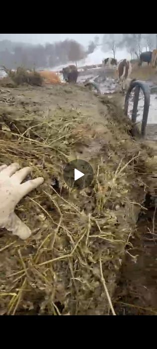 Shimba locatia semi siloz ovăz negru si lucernă