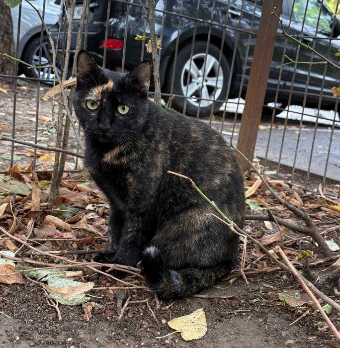 Tortie, pisicuta de 2 ani, sterilizata