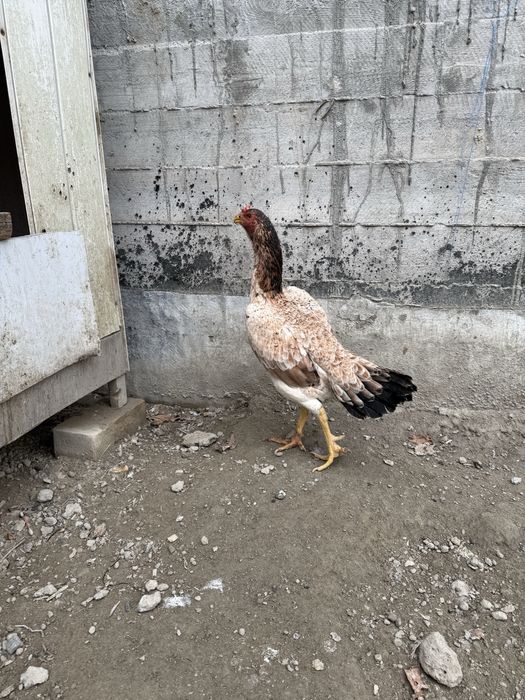 Сотилади  мокиен