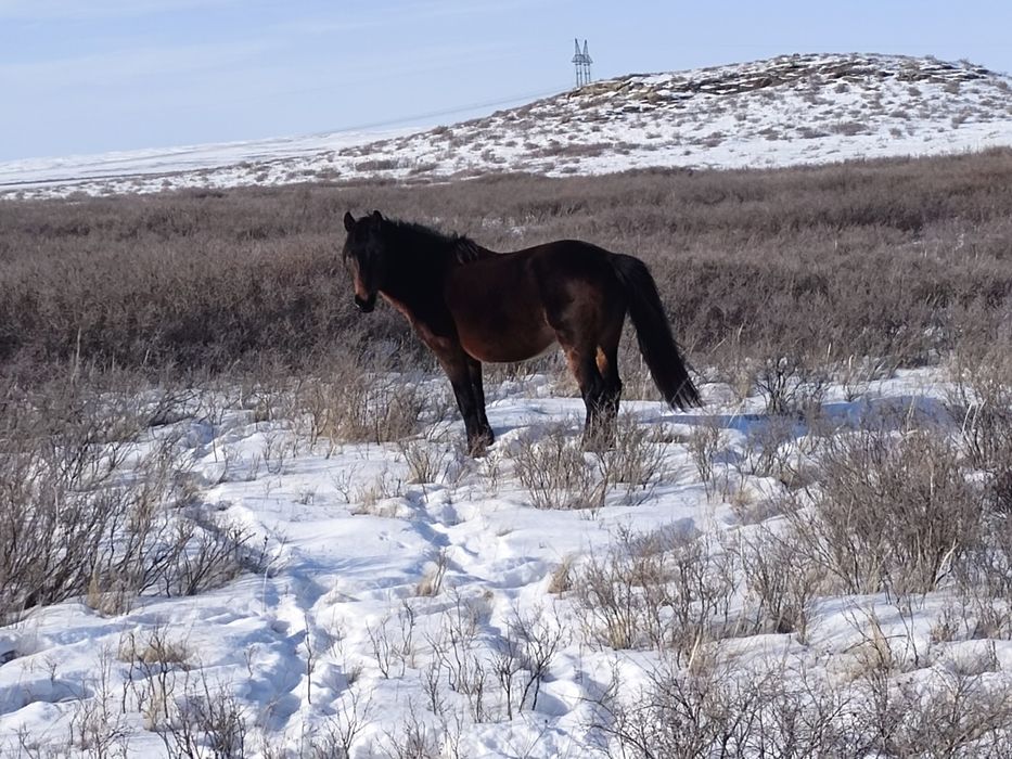 Айгыр мугалжар  жассы 4-5