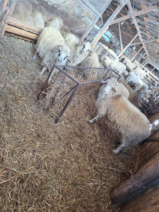 Oi sterpe de vanzare