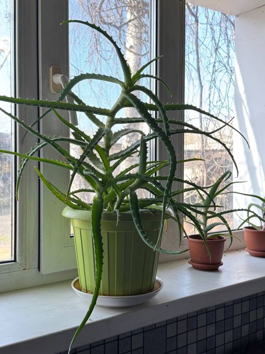 Алоэ растение (столетник)