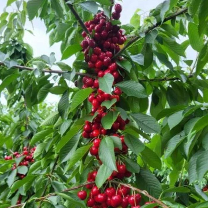 Pomi Fructiferi Columnari (Cireș)