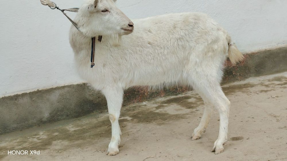 Zanen echkilar sotiladi