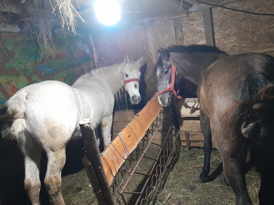 Vând cal și manza foarte cuminți