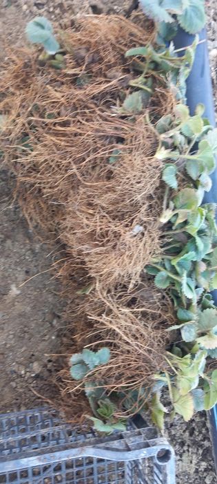 Vând stoloni de căpșuni clery  80 de bani firul