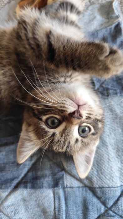 Домашние котятки