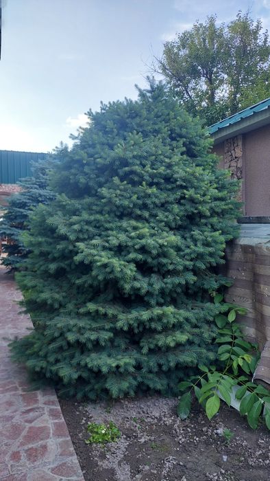 Продаётся Ёлка зелёная ель