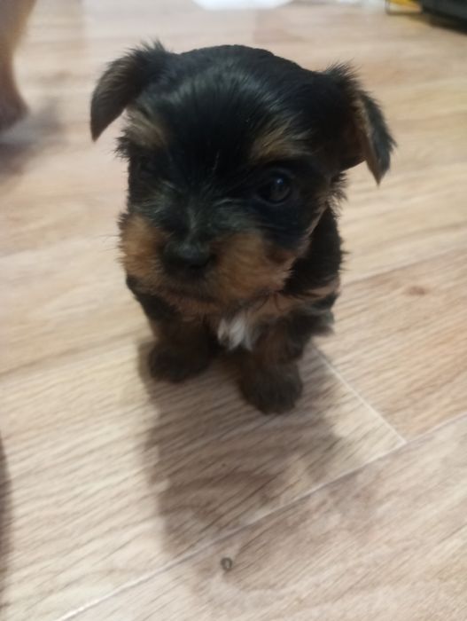 Продажа щенков Йорка