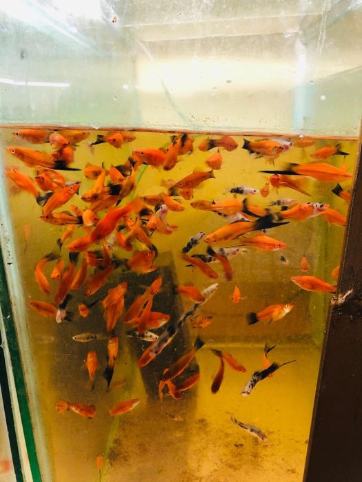 Pesti exotici de acvariu , gupy , xipho , molly, platy etc