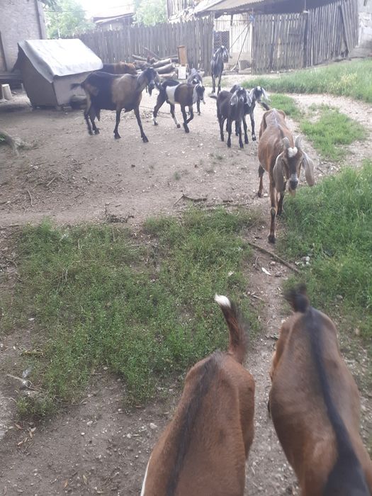 Iezi anglonubieni