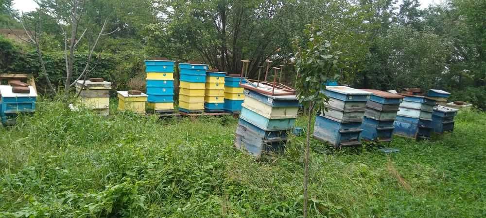 Продава се Парцел в с. Боровци, Област Монтана - 790 кв.м за 16 €/кв.м - Снимка #4