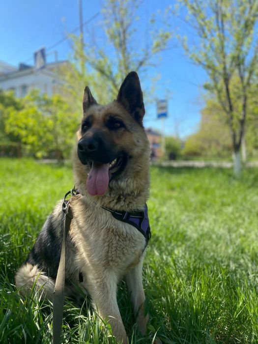 Продается Немецкая овчарка Актобе