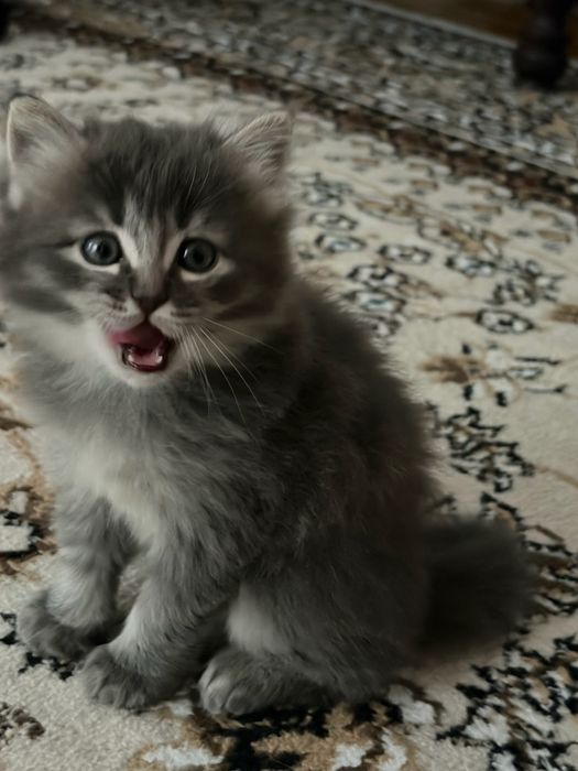 Родословный котёнок ищет заботливый дом