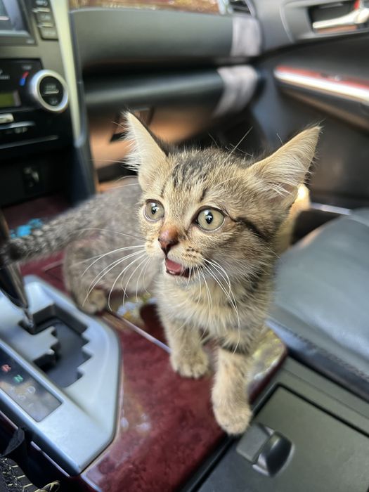 Котенок шотланка