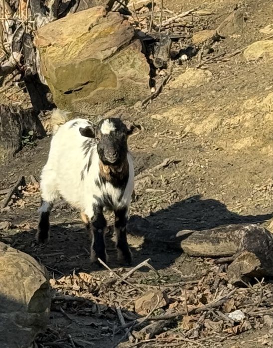 Мини холандски пръчлета