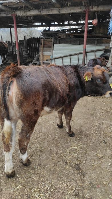 Vițele spre vânzare.