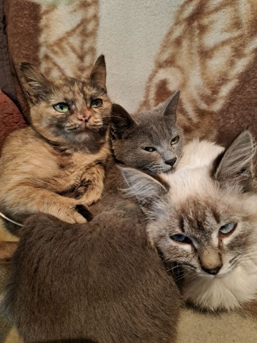 Котят в Добрые руки