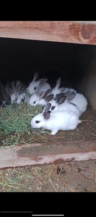 Quyon bolalari 40 kunlik toshkenda