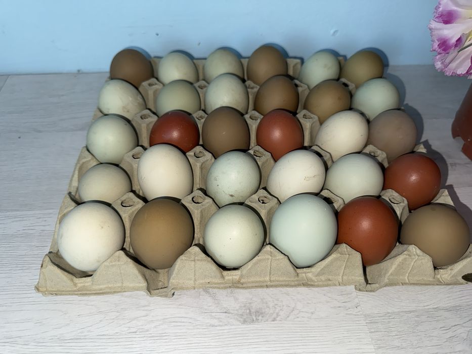 Vand oua incubat: Ameraucana, Marans si Olive