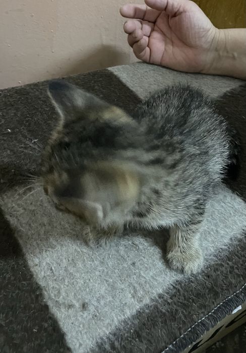 Отдам даром 3 мальчик 2 девочек