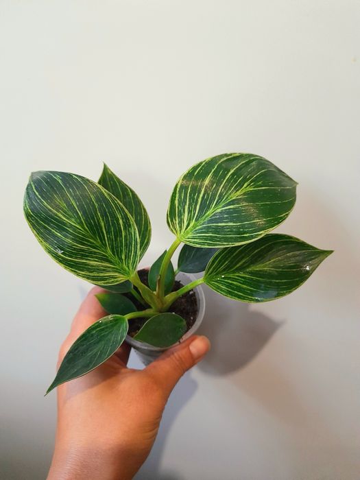 Продам Спатифиллум женское счастье