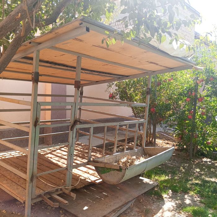 6 7 ta qoy siqadi