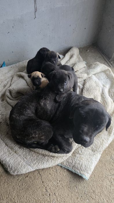 Căței spre adopție