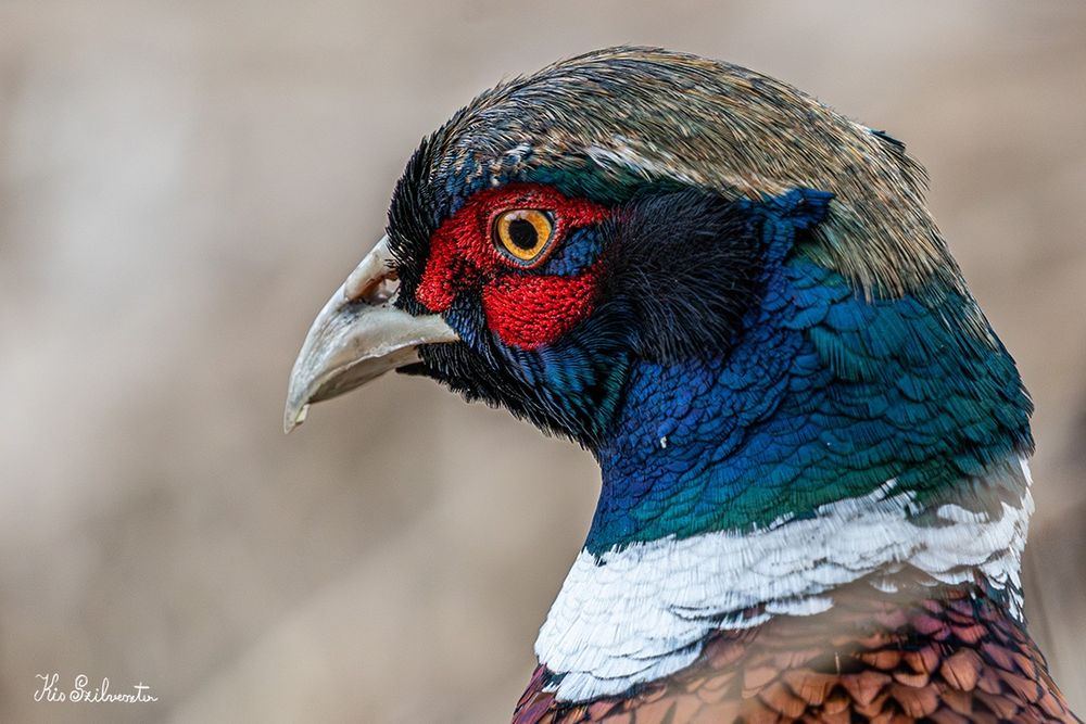 Sigma 100-400mm F5-6.3 DG DN OS - SONY E