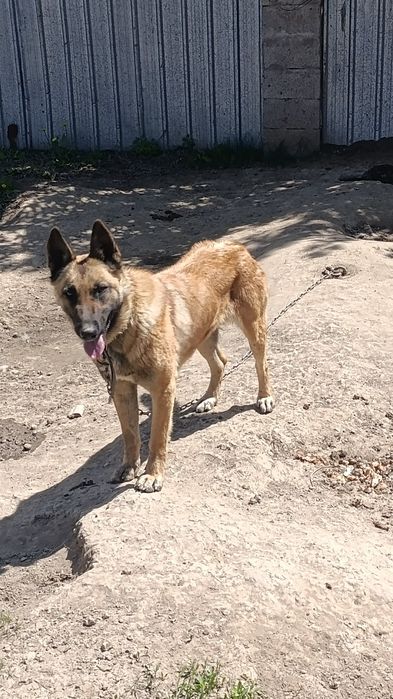 Бельгийская овчарка малинуа