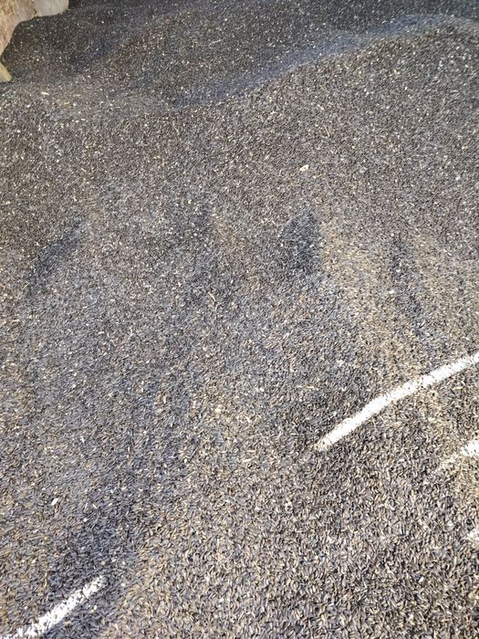 Vind floarea soarelui