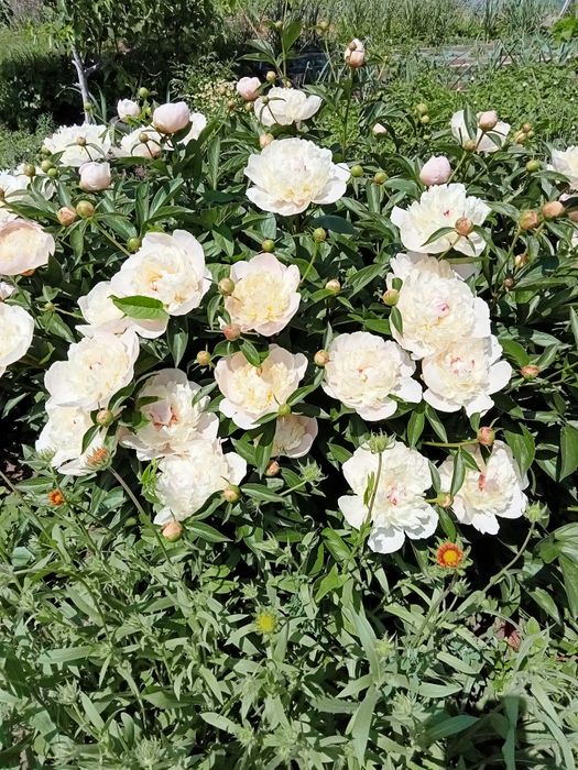 Продам  пионы трёх сортов