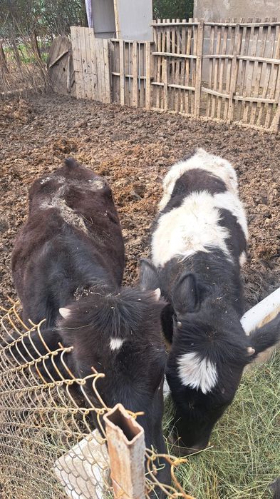 тана семіз жем жеп тұр