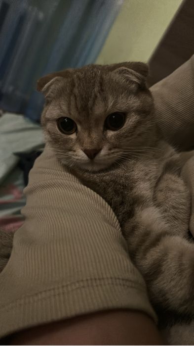 Нашли котенка мальчик породистый