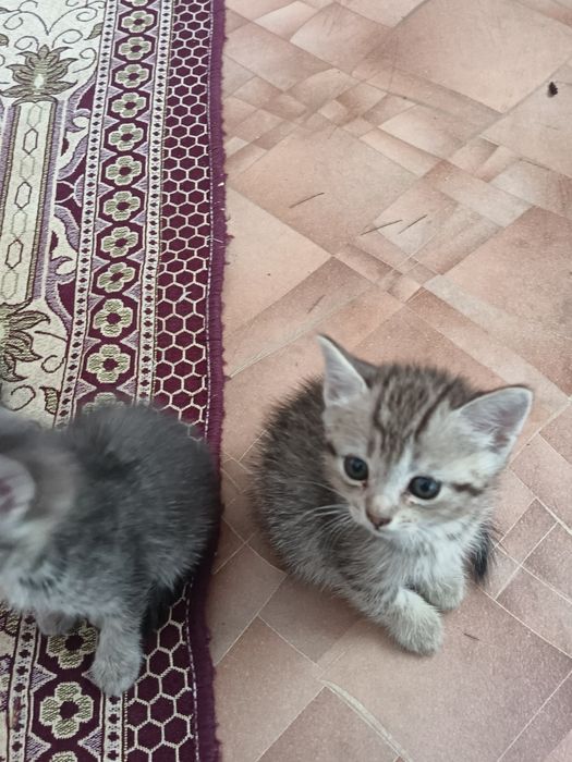 Отдам котят в добрые руки