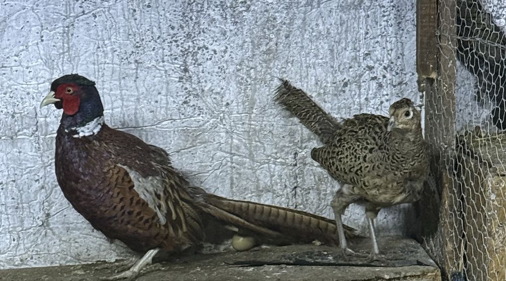 Vând , schimb Fazani comuni, tenebros