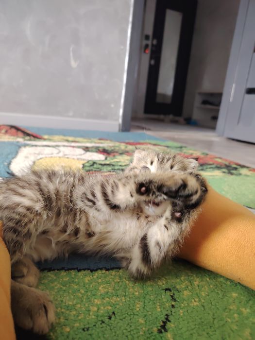 Продам кошка 30 000т