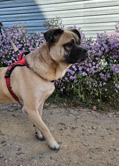 Метис Джек ищет семью!